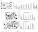 Fig. 16 - Production of 2-Hydroxyacyl-CoAs and Derivatives Thereof
