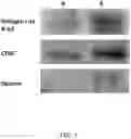 Fig. 02 - Cell hydrolysate composition from cultivated cells and applications thereof