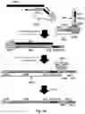 Fig. 11 - METHODS AND SYSTEMS FOR BARCODING MULTIPLE NUCLEIC ACID ANALYTES