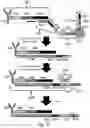 Fig. 12 - METHODS AND SYSTEMS FOR BARCODING MULTIPLE NUCLEIC ACID ANALYTES