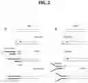 Fig. 03 - METHODS FOR MULTIPLEX PCR