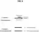 Fig. 04 - METHODS FOR MULTIPLEX PCR