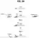 Fig. 11 - METHODS FOR MULTIPLEX PCR