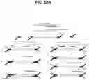 Fig. 15 - METHODS FOR MULTIPLEX PCR