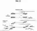 Fig. 17 - METHODS FOR MULTIPLEX PCR