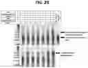 Fig. 27 - METHODS FOR MULTIPLEX PCR