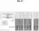 Fig. 34 - METHODS FOR MULTIPLEX PCR
