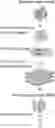 Fig. 01 - Method for preparation and high-throughput microbial single-cell RNA sequencing of bacteria