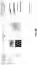 Fig. 11 - USE OF DEXTRAMER IN SINGLE CELL ANALYSIS
