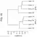 Fig. 20 - METHODS OF DIAGNOSING INFLAMMATORY BOWEL DISEASE THROUGH RNASET2