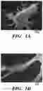 Fig. 02 - METHODS OF PREPARING MICROVESICLE MICRORNAS FROM BODILY FLUIDS