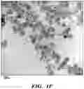 Fig. 04 - METHODS OF PREPARING MICROVESICLE MICRORNAS FROM BODILY FLUIDS