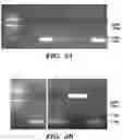 Fig. 07 - METHODS OF PREPARING MICROVESICLE MICRORNAS FROM BODILY FLUIDS