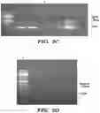 Fig. 08 - METHODS OF PREPARING MICROVESICLE MICRORNAS FROM BODILY FLUIDS