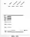 Fig. 24 - METHODS OF PREPARING MICROVESICLE MICRORNAS FROM BODILY FLUIDS