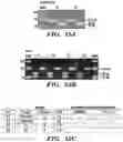Fig. 31 - METHODS OF PREPARING MICROVESICLE MICRORNAS FROM BODILY FLUIDS