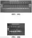 Fig. 32 - METHODS OF PREPARING MICROVESICLE MICRORNAS FROM BODILY FLUIDS