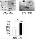 Fig. 38 - METHODS OF PREPARING MICROVESICLE MICRORNAS FROM BODILY FLUIDS