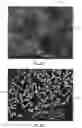 Fig. 03 - Method for preparing a conductive, transparent and flexible membrane