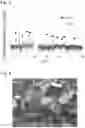 Fig. 04 - Method for producing an α- or β-gallium oxide crystal by bring an aqueous solution including Ga ions into a supercritical state