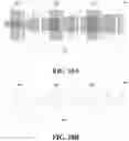 Fig. 11 - Nonwovens having aligned segmented fibers