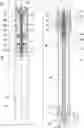 Fig. 01 - SHOCK ABSORBER
