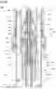 Fig. 09 - SHOCK ABSORBER