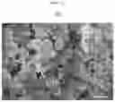 Fig. 15 - Radiative cooling device including paint coating layer composed of nano or micro particles