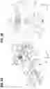 Fig. 09 - STABILIZATION DEVICE