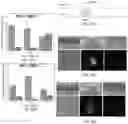 Fig. 16 - NON-CONTACT CELL MANIPULATION SYSTEM, DEVICE AND METHOD