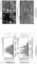 Fig. 45 - Target-locking single-molecule nanoscopy