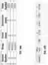 Fig. 18 - Apparatus and method for assessing optical quality of gemstones