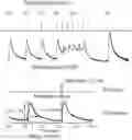 Fig. 01 - HUMAN IN VITRO CARDIOTOXICITY MODEL