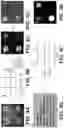 Fig. 05 - HUMAN IN VITRO CARDIOTOXICITY MODEL