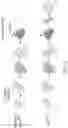 Fig. 03 - BETA-THALASSEMIA POTENCY ASSAY