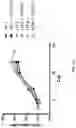 Fig. 12 - BETA-THALASSEMIA POTENCY ASSAY