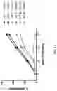 Fig. 13 - BETA-THALASSEMIA POTENCY ASSAY