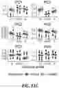 Fig. 28 - Visual cell sorting