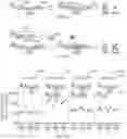 Fig. 19 - PUMILIO DOMAIN-BASED MODULAR PROTEIN ARCHITECTURE FOR RNA BINDING