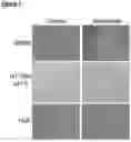 Fig. 12 - Senescent cell biomarkers