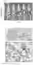 Fig. 17 - NUCLEAR-DERIVED EXOSOMES AND METHODS OF USE THEREOF