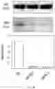 Fig. 24 - NUCLEAR-DERIVED EXOSOMES AND METHODS OF USE THEREOF