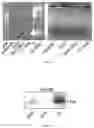 Fig. 26 - NUCLEAR-DERIVED EXOSOMES AND METHODS OF USE THEREOF