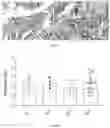 Fig. 29 - NUCLEAR-DERIVED EXOSOMES AND METHODS OF USE THEREOF