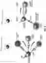 Fig. 04 - Compositions, kits, and methods for multiplex assays to correct for biotin interference in target analyte measurements
