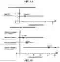Fig. 07 - Detection of glucuronidated and 3-bromotyrosine