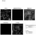 Fig. 07 - Reagent for fluorescence imaging of lipid droplets in cell and tissue
