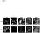 Fig. 09 - Reagent for fluorescence imaging of lipid droplets in cell and tissue