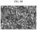 Fig. 05 - PI-D CONJUGATED COORDINATION POLYMER FOR ELECTROCHROMIC ENERGY STORAGE