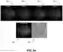 Fig. 09 - DEVICE AND METHOD FOR CALIBRATION-FREE PHASE SHIFTING PROCEDURE FOR SELF-INTERFERENCE HOLOGRAPHY